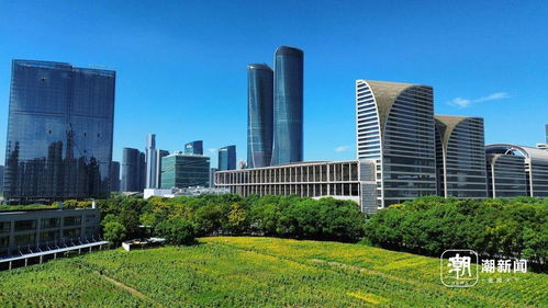 花海cbd来了